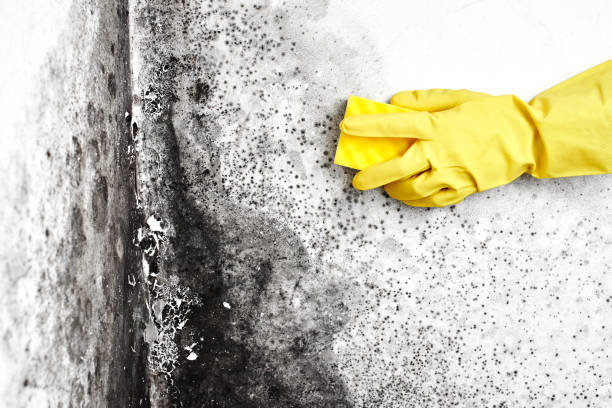 Home Mold Removal in Antlers, OK
