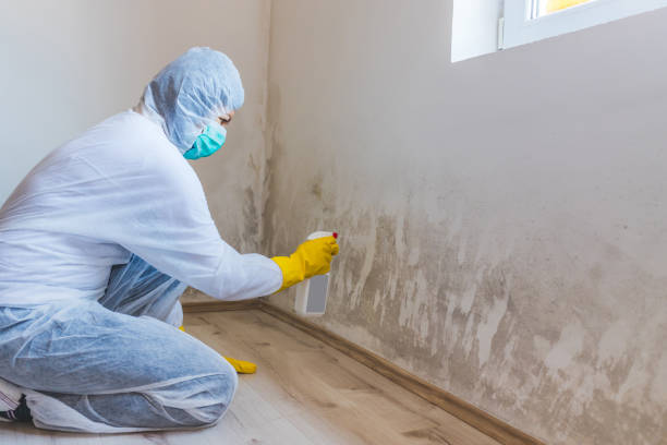 Professional Mold Removal in Antlers, OK