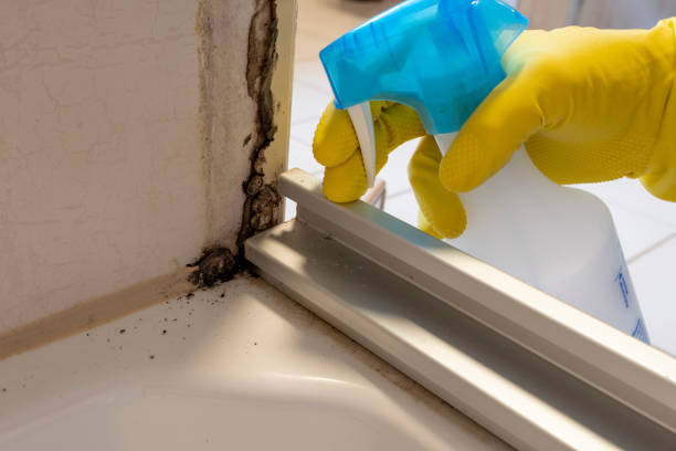 Best Mold Cleaning Services  in Antlers, OK