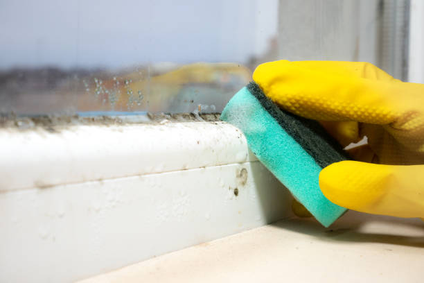 Best Attic Mold Removal  in Antlers, OK