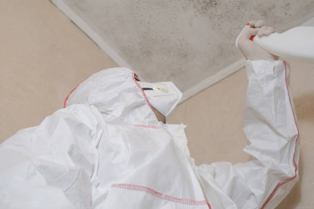 Best Home Mold Removal  in Antlers, OK