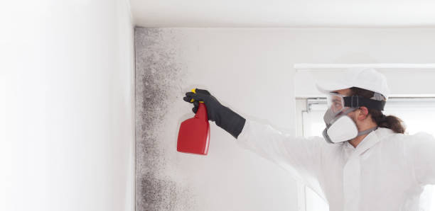 Best Mold Inspection  in Antlers, OK