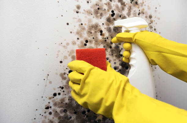 Best Commercial Mold Removal  in Antlers, OK