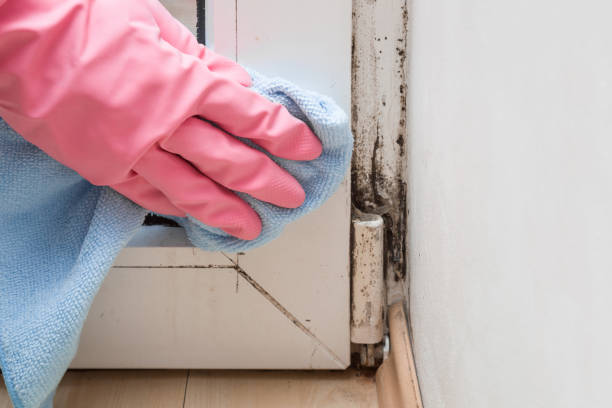 Certified Mold Removal in Antlers, OK