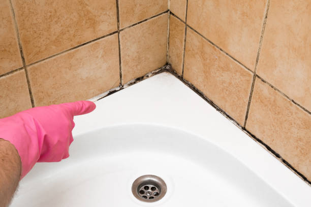 Best Fast Mold Removal  in Antlers, OK